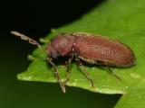 Death Watch Beetle eaten wood - note the ragged tunnels