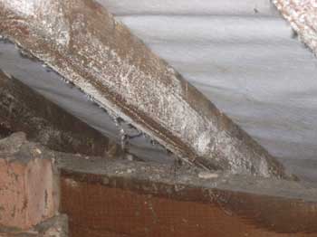 Extensive mould growing on roof timbers